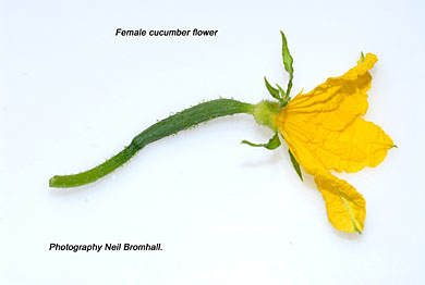 Example of male and female flowers