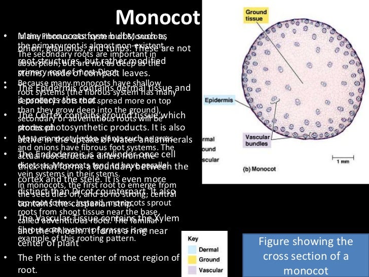 Monocot vs dicot root pdf