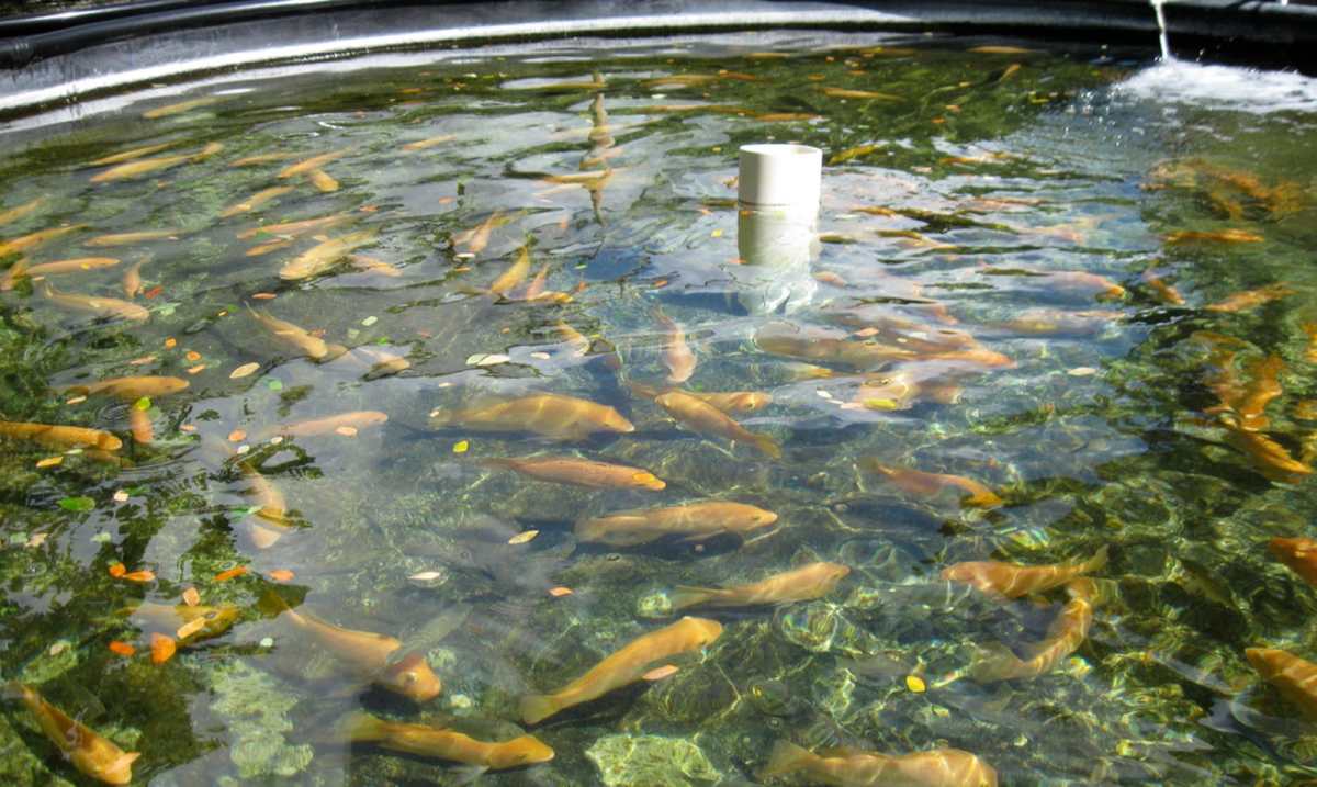Small scale aquaculture guide backyard fish farming